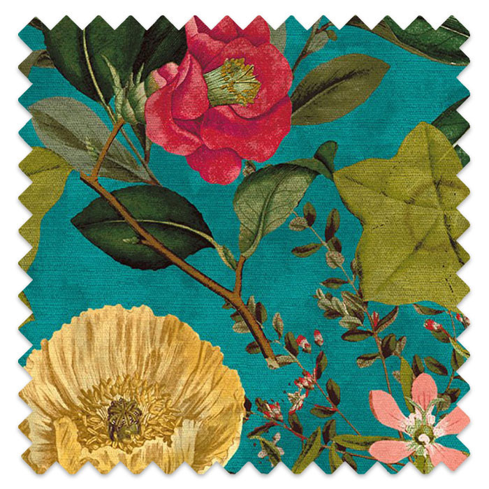 Passiflora Kingfisher