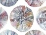 Image of sea urchins abalone by Voyage