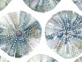 Image of sea urchins slate by Voyage