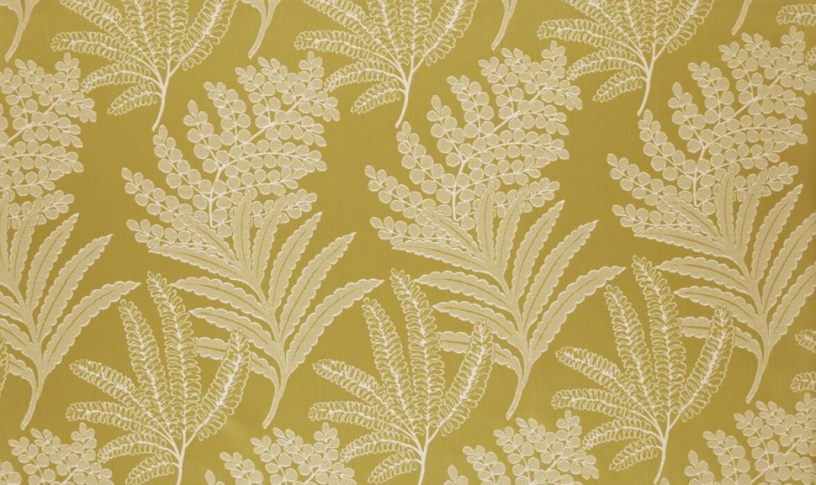 Image of maxibel mimosa by Ashley Wilde