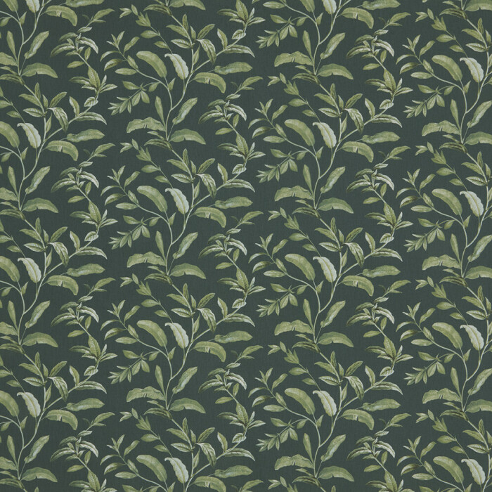 Image of Oasis pine by iLiv