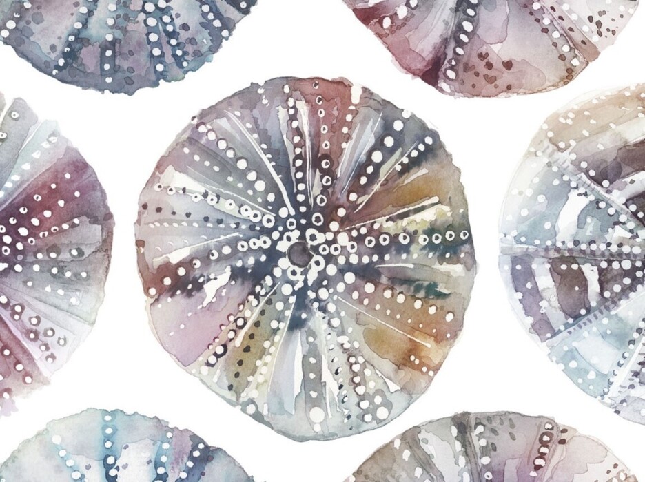 Image of sea urchins abalone by Voyage