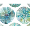 Image of sea urchins kelpie by Voyage