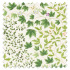 Swatch of Sycamore And Oak Botanical Green