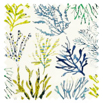 Blind Coral Seaweed