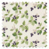 Swatch of Rubus Blackberry