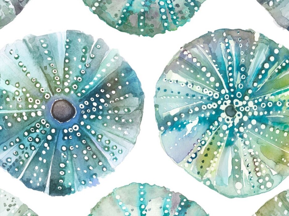 Image of sea urchins kelpie by Voyage