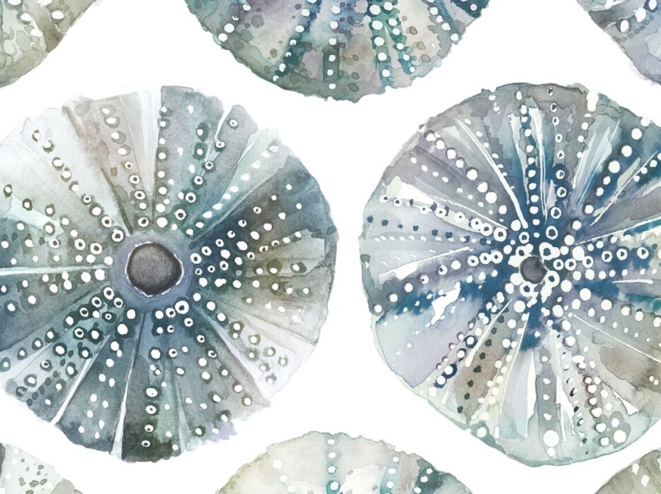 Image of sea urchins slate by Voyage