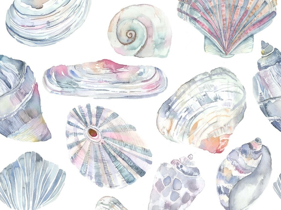 Image of Rock Pool abalone by Voyage