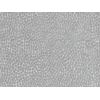 Image of pebble dove by Voyage