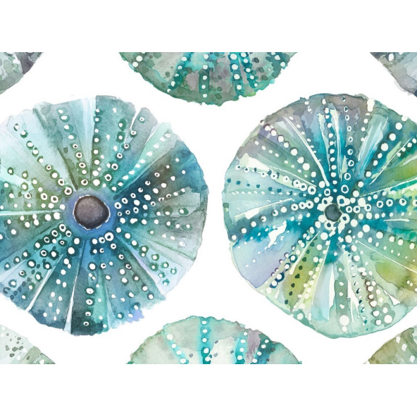 Image of sea urchins kelpie by Voyage